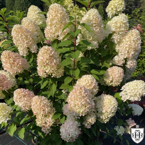 Hydrangea paniculata 'Sugar Rush' - Aedhortensia 'Sugar Rush' C5/5L